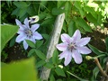 clematis